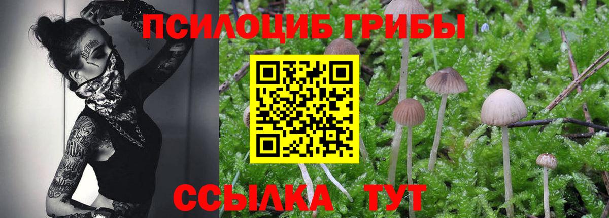 Галлюциногенные грибы Cubensis Прокопьевск